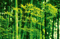 Fotomural Bambúes en Primavera