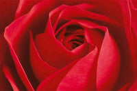 Fotomural Rosa Roja